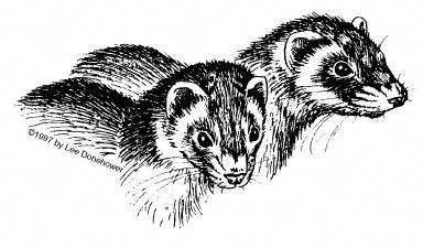 Ferret Drawing