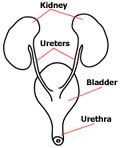 bladder system