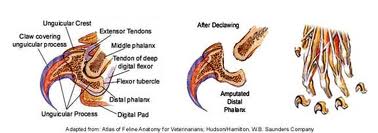 Declawing graphic