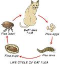 flea life cycle